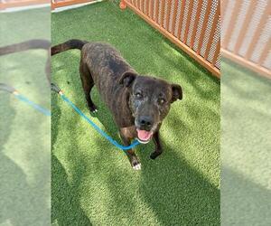 American Pit Bull Terrier-Unknown Mix Dogs for adoption in Las Vegas, NV, USA