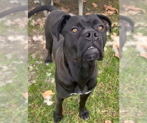 Boxer-Unknown Mix Dogs for adoption in Riverside, CA, USA