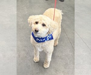 Goldendoodle Dogs for adoption in Crystal, MN, USA