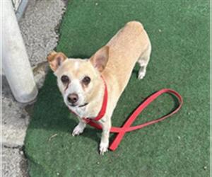Chihuahua Dogs for adoption in Redlands, CA, USA