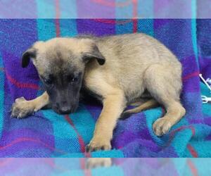 Mutt Dogs for adoption in Thief River Falls, MN, USA