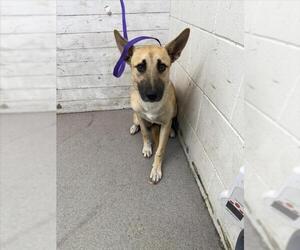 German Shepherd Dog-Unknown Mix Dogs for adoption in San Bernardino, CA, USA