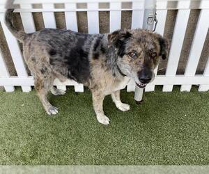 Australian Shepherd-German Shepherd Dog Mix Dogs for adoption in Modesto, CA, USA