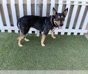 German Shepherd Dog-Unknown Mix Dogs for adoption in Modesto, CA, USA
