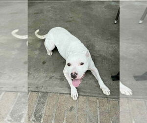 American Pit Bull Terrier-Unknown Mix Dogs for adoption in Brewster, NY, USA