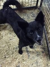 Australian Shepherd-Unknown Mix Dogs for adoption in Del Rio, TX, USA