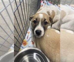 Labrador Retriever-Unknown Mix Dogs for adoption in Tallahassee, FL, USA