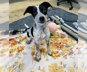 Mutt Dogs for adoption in Fort Wayne, IN, USA