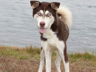 Alaskan Husky Dogs for adoption in Millersville, MD, USA