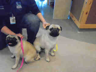 Pug Dogs for adoption in Upland, CA, USA