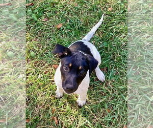 Jack Russell Terrier-Unknown Mix Dogs for adoption in Minneapolis, MN, USA