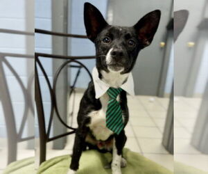 Mutt Dogs for adoption in Batavia, OH, USA