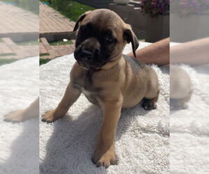 Mastiff-Unknown Mix Dogs for adoption in Goodyear, AZ, USA