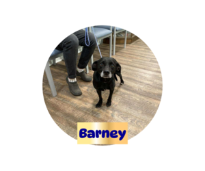 Jack Russell Terrier-Unknown Mix Dogs for adoption in Brooksville, FL, USA