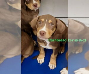 Mutt Dogs for adoption in Mooresville, NC, USA