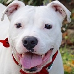 American Pit Bull Terrier Dogs for adoption in Greenbelt, MD, USA