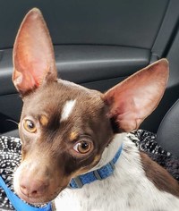 Rat Terrier Dogs for adoption in Monroe, NC, USA