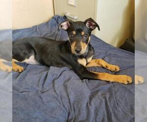 Miniature Pinscher Dogs for adoption in Denton, TX, USA