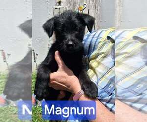 GIANT SCHNAUZER -Unknown Mix Dogs for adoption in Aurora, IN, USA