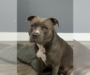 American Pit Bull Terrier Dogs for adoption in Miami, FL, USA
