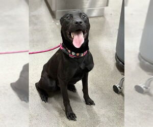 Labrador Retriever-Unknown Mix Dogs for adoption in Forestville, MD, USA