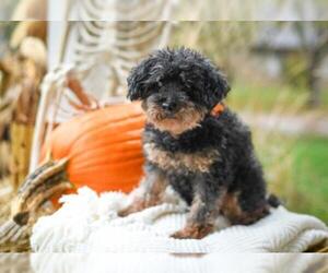 Poodle (Miniature) Dogs for adoption in Bellbrook, OH, USA
