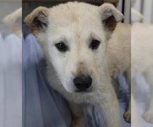 Mutt Dogs for adoption in Thief River Falls, MN, USA