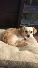 Chiranian Dogs for adoption in Warwick, RI, USA