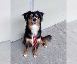 Border Collie-Unknown Mix Dogs for adoption in McKinney, TX, USA