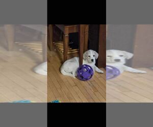 Australian Shepherd-Great Pyrenees Mix Dogs for adoption in Calgary, Alberta, Canada