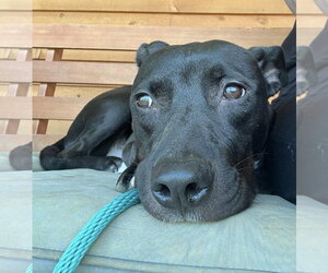 American Pit Bull Terrier-Unknown Mix Dogs for adoption in Germantown, OH, USA