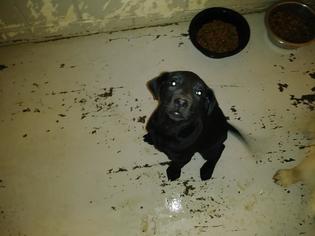 Labrador Retriever Dogs for adoption in Roanoke, TX, USA