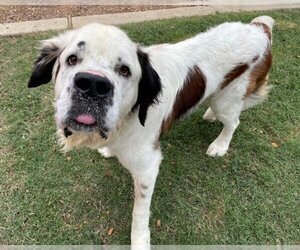 Saint Bernard Dogs for adoption in Plano, TX, USA