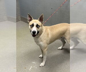 Siberian Husky-Unknown Mix Dogs for adoption in Las Vegas, NV, USA