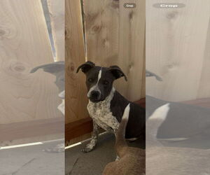 Borador Dogs for adoption in San Diego, CA, USA