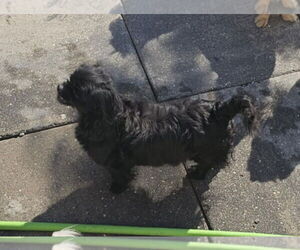 Shiranian Dogs for adoption in Oakhurst, NJ, USA