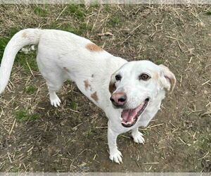 Pointer-Unknown Mix Dogs for adoption in Shreveport, LA, USA