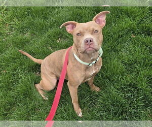 American Pit Bull Terrier-Unknown Mix Dogs for adoption in Millersville, MD, USA