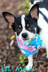 Chihuahua Dogs for adoption in Griffin, GA, USA