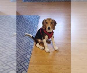 Black and Tan Coonhound-Labrador Retriever-Unknown Mix Dogs for adoption in Dahlgren, VA, USA