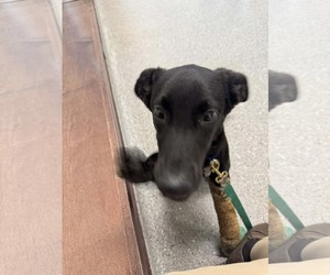 Labrador Retriever-Unknown Mix Dogs for adoption in Holly Springs, NC, USA