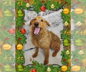 Airedale Terrier Dogs for adoption in Henderson, NV, USA
