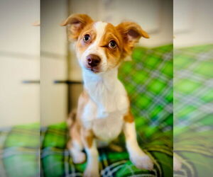 Chihuahua Dogs for adoption in Pacolet, SC, USA