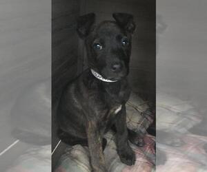 Dutch Shepherd -German Shepherd Dog Mix Dogs for adoption in Leesville, SC, USA