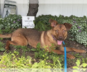 Australian Kelpie-Unknown Mix Dogs for adoption in Rockaway, NJ, USA