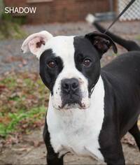 Bulldog-Unknown Mix Dogs for adoption in Oxford, NC, USA