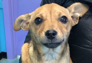 Chihuahua-Unknown Mix Dogs for adoption in Edmond, OK, USA
