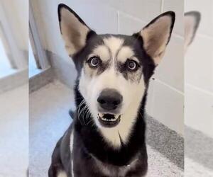 Siberian Husky Dogs for adoption in Houston, TX, USA