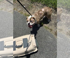 Bulldog-Unknown Mix Dogs for adoption in Virginia Beach, VA, USA