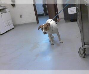 Labrador Retriever-Unknown Mix Dogs for adoption in Fayetteville, NC, USA